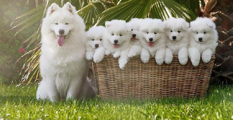 Chiêm bao thấy một đàn chó con toàn màu trắng